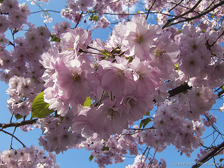 Fr&uuml;hling